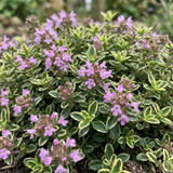 Set of 3 or 6 Thymus citriodorus ‘Doone Valley’ Thyme Herb Plants, Hardy Perennial Culinary Herb, Outdoor Garden Ready, 1 Litre Root-Ball