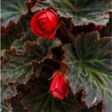 1 Large Plant - Begonia Non Stop Mocca Scarlet, Outdoor Garden Ready, 5L Pot