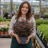 1 Large Plant - Physocarpus Diable D'or, Ready to Plant in Your Garden, 3L Pot