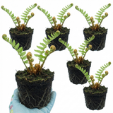 Set of 3 or 6 Dryopteris affinis Montana Male Fern Hardy Evergreen Perennial Plants, Shade Loving Garden Plant, 1L Root Ball