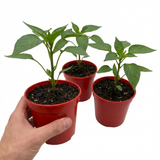 Set of 3 or 6 Large Sweet Pepper Plants - Thor Variety, Ready to Plant in Your Garden