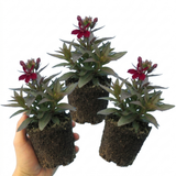 Set of 3 or 6 Lobelia Starship Burgundy Upright Hardy Perennial Plants, Outdoor Garden Ready, 1 Litre Root Ball