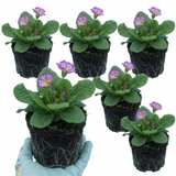 Set of 3 or 6 Primrose Queen Lilac Picotee Plants, Hardy Perennial, Spring & Autumn Flowering, Outdoor Garden Ready, 1 Litre Root-Ball