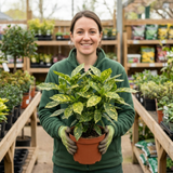 1 Aucuba Japonica Variegata Spotted Laurel Plant, Shade Loving Hardy Evergreen Shrub, 2 Litre Root Ball