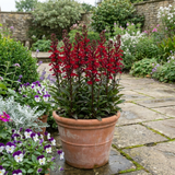 Set of 3 or 6 Lobelia Starship Scarlet Upright Hardy Perennial Plants, Summer Bedding, Garden Ready, 1 Litre Root Ball