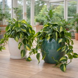 Variegated Pothos Plant Devil's Ivy, Trailing Indoor Houseplant, 12cm 1 Litre Pots