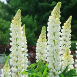 Lupin Legendary White Shades