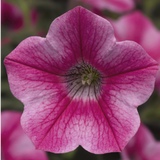 Set of 3 or 6 Large Plants - Petunia Dekko Rose Star, Outdoor Garden Ready