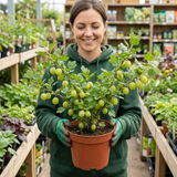 1 Gooseberry Invicta Bush, Hardy Self Fertile Fruit Plant, Easy Grow Disease Resistant, 2 Litre Root Ball