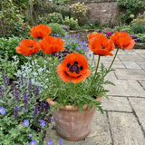 Set of 3 or 6 Papaver Orientale Brilliant Red Poppy Plants, Hardy Perennial, Outdoor Garden Ready, 1 Litre Root-Ball