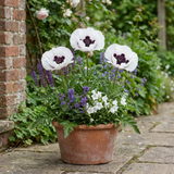 Set of 3 or 6 Papaver Orientale Royal Wedding Plants, Hardy White Oriental Poppy Perennial, 1 Litre Root Ball