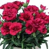 Carnation Oscar