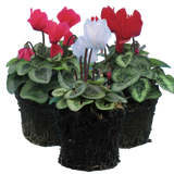 Cyclamen Flame Dark Red 10.5cm