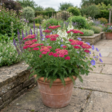 Set of 3 or 6 Achillea Millefolium Cerise Queen Plants, Hardy Pink Yarrow, Summer Flowering Perennial, Outdoor Garden Ready, 1 Litre / 11cm Root-Ball