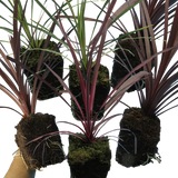 Cordyline Collection - Red Star, Charlie Boy, Torbay Dazzler