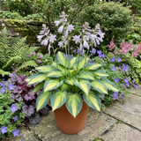 Set of 3 or 6 Large Hosta Plants - Paul's Glory Plantain Lily, Ready to Plant in Your Garden