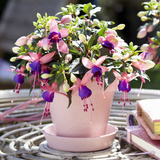 Set of 3 or 6 Large, Garden Ready Plants - Fuchsia Bella Mariska (Light Pink & Purple)