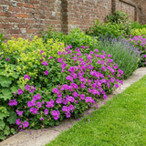 Set of 3 or 6 Large Plants - Geranium Sunflair Amethyst, Ready to Plant in Your Garden