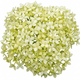 1 Cornus Flaviramea Yellow Twig Dogwood Plant, Hardy Winter Stem Shrub, 3 Litre Root Ball