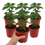 Set of 3 or 6 Large Sweet Pepper Plants - Astor Variety, Ready to Plant in Your Garden