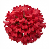 Set of 3 or 6 Penstemon Red Hardy Perennial Plants, Bee Friendly Summer Flowering, Outdoor Garden Ready, 1 Litre Root-Ball