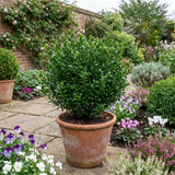 Set of 3 or 6 Euonymus Microphyllus Hardy Evergreen Shrub Plants, Japanese Spindle Hedge, Box Blight Alternative, Outdoor Garden Ready, 1 Litre Root-Ball