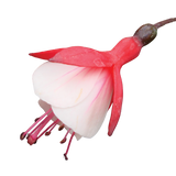 Fuchsia Diva Cherry and White
