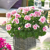 Set of 3 or 6 Large Plants - Garden Ready Pelargonium Toscana Dolce Vita Linus/Smart Splash