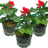 Set of 3 or 6 Large Plants - PelargoniumToscana Dolce Vita Mylena / Gisela / Smart Senna