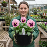 3 Hardy Pansy Plants Pink with Blotch, Garden Ready Spring & Autumn Flowering, 3Ltr Root Ball
