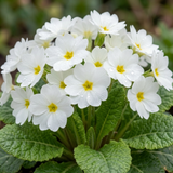 Set of 3 or 6 Primrose Queen White Hardy Perennial Plants, Spring Flowering, Outdoor Garden Ready, 1 Litre Root-Ball