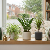 3 Easy Care Houseplants Collection - Spider Plant, ZZ Plant & Dracaena Marginata, 1 Litre Root Ball