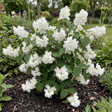 1 Philadelphus Snowbelle Mock Orange Plant, Fragrant Hardy White Flowering Garden Shrub, 3L Root-Ball