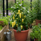 1 Yellow Sweet Pepper Plant, 2 Litre Root Ball, Astor Conical Variety, Garden Ready, Grow Your Own Veg