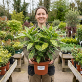 1 Aucuba Japonica Crotonifolia Spotted Laurel, Hardy Evergreen Garden Shrub, 2 Litre Root-Ball