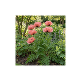 1 Papaver Orientale Waltzing Mathilde, Summer Flowering Hardy Perennial Poppy Plant, 3 Litre Root Ball