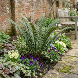 Set of 3 or 6 Dryopteris Atrata Wood Fern Plants, Hardy Evergreen Perennial Ferns for Shade, Outdoor Garden Ready, 1 Litre Root-Ball
