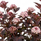 1 Physocarpus Sweet Cherry Tea Ninebark Plant, Hardy Deciduous Flowering Shrub, 3 Litre Root-Ball