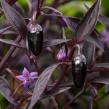 1 Zimbabwe Black Chilli Pepper Plant, Live Hot Pepper, Grow Your Own Chilli, 2Ltr Root Ball
