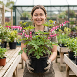 1 Dicentra Spectabilis Bleeding Heart Plant, Hardy Shade Loving Perennial, Garden Ready, 17cm Root-Ball