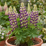 1 Lupin Manhattan Lights Hardy Perennial Plant, Summer Flowering Outdoor Garden Ready, 3L Root Ball