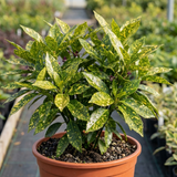 1 Aucuba Japonica Variegata Spotted Laurel Plant, Shade Loving Hardy Evergreen Shrub, 2 Litre Root Ball