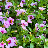 Set of 3 or 6 Large Plants - Calibrachoa Cabaret Early Light Pink Eye, Outdoor Garden Ready