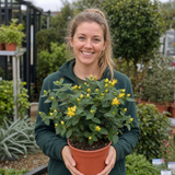 1 Hypericum Hidcote St Johns Wort Plant, Hardy Evergreen Yellow Flowering Shrub, 2 Litre Root Ball