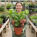 1 Grape Vitis Supernova Pink Plant, Outdoor Hardy Grape Vine for Garden, 3 Litre Root-Ball