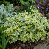 1 Large Plant - Ceanothus Blue Mound, Ready to Plant in Your Garden, 2L Pot