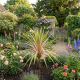 1 Large Plant - Cordyline Eurostripe, Ready to Plant in Your Garden, 3L Rootball