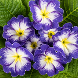 Primrose Blue Bicolour