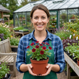 Set of 3 or 6 Potentilla Miss Wilmott Hardy Perennial Shrub Plants, Bee Friendly Summer Flowering, Outdoor Garden Ready, 1 Litre Root-Ball