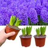 Purple Hyacinth Plants in Pots – 3 x 1 Litre Pots (9 Flowering Bulbs)